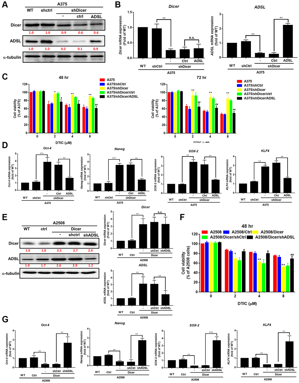Role of ADSL signaling in Dicer-mediated DTIC resistance and stemness in melanoma cells. (A) Western blotting results and (B) qRT-PCR results indicating the levels of Dicer and ADSL in Dicer-silenced A375 cells transfected with ADSL overexpression plasmids. (C) Cell viability (assessed through the MTT assay) 48 and 72 h after treatment with DTIC. (D) Expression levels of Oct-4, Nanog, SOX2, and KLF4 mRNA (measured through QRT-PCR). (E) Western blotting and qRT-PCR results indicating the levels of Dicer and ADSL in Dicer-overexpressing A2508 cells transfected with ADSL-silenced plasmids. (F, G) Cell viability (assessed through the MTT assay) and the expression levels of various cancer stem cell markers (measured through qRT-PCR) upon treatment with varying concentrations of DTIC: Oct-4, Nanog, SOX2, and KLF4. Data are presented in terms of the mean ± standard error of the mean of three independent experiments, each performed in triplicate. **P ***P t test).
