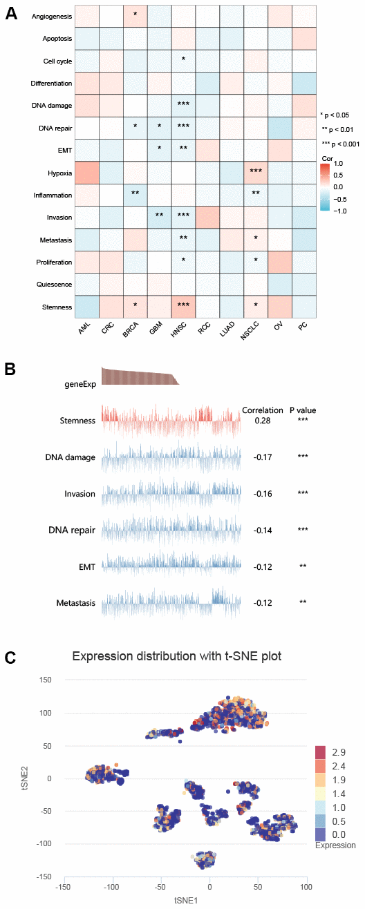 CancerSEA showed that the expression of ZNF692 in single cell sequencing was associated with tumor functional status. (A) The expression of ZNF692 was associated with different tumors. (B) The expression of ZNF692 in GBM was associated with different functional states. (C) ZNF692 expression in GBM single cells (T-SNE). * indicates p p p 