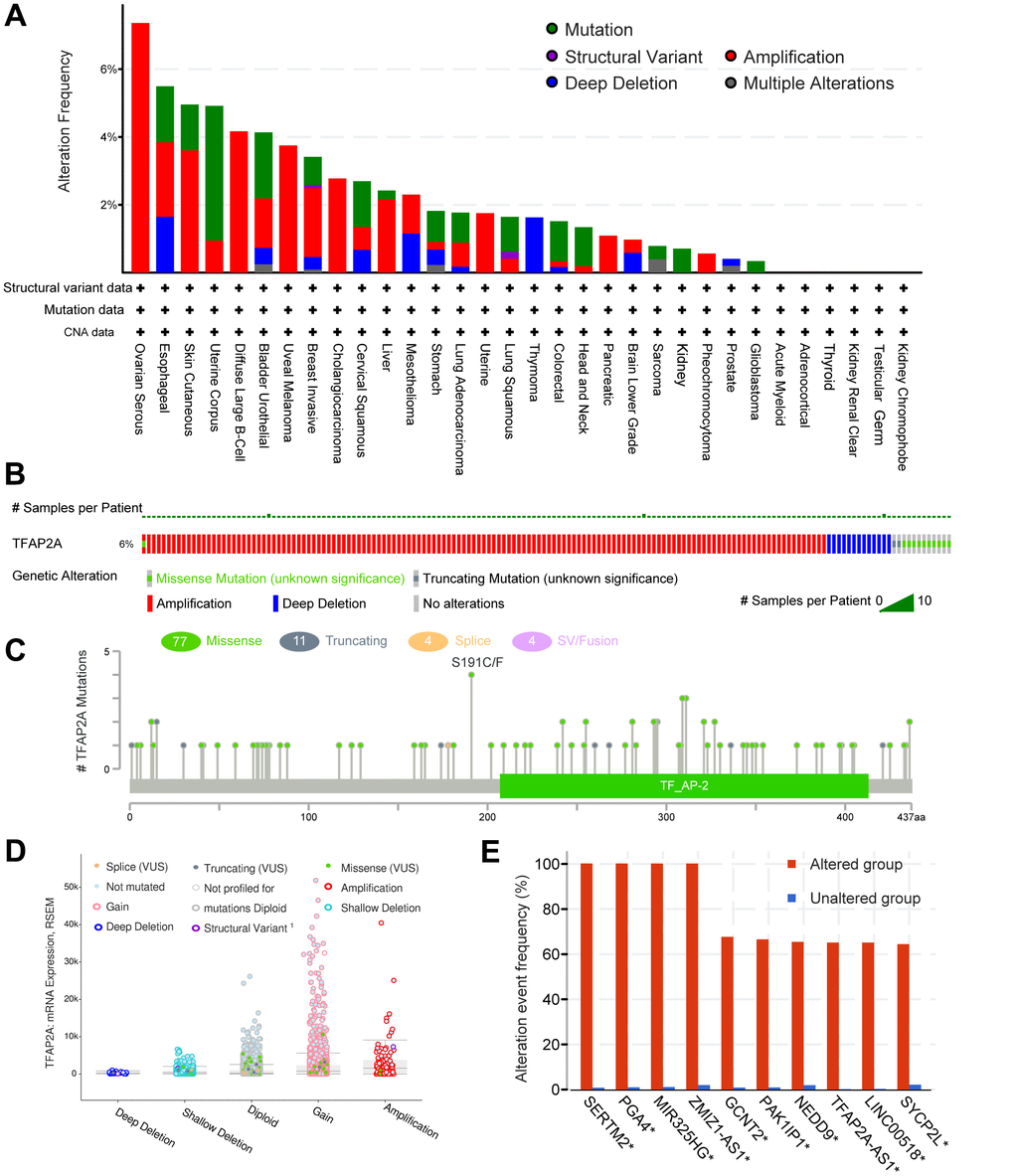 The genomic alterations of TFAP2A. (A) Details of TFAP2A genomic alterations in TCGA pan-cancer datasets; (B) The summary of TFAP2A genomic alterations in cancer cohort; (C) TFAP2A genetic mutations counts, types, and sites. (D) The correction of TFAP2A mRNA expression with main types of its genomic alterations; (E) The alteration frequency comparisons of TFAP2A related genes between TFAP2A altered and unaltered group.