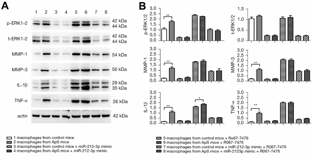 (A) Protein expression of p-ERK1/2, t-ERK1/2, MMP-1, MMP-3, IL-1β and TNF-α in monocyte-macrophage cells was detected by Western blot (ERK: extracellular signal-regulated kinase; MMP: matrix metalloproteinase; IL-1β: interleukin-1β; TNF-α: tumor necrosis factor α). (B) Statistical histogram of relative protein expression.