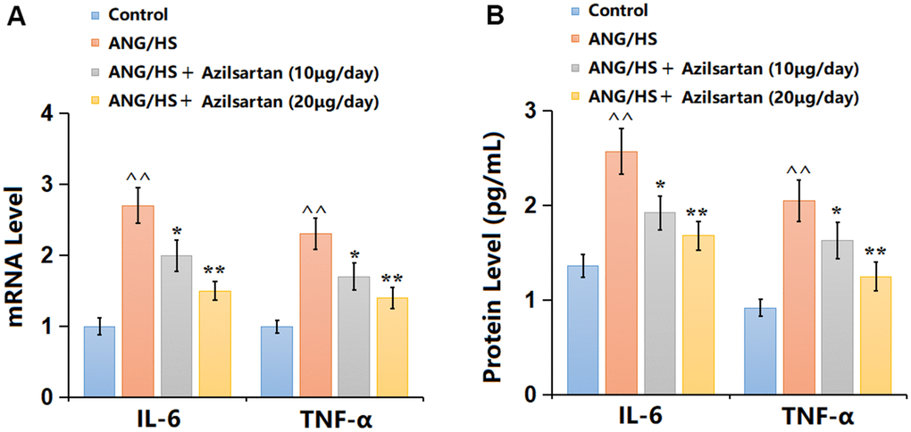 Azilsartan mitigated inflammatory response in renal tissues in ANG/HS-challenged mice. (A) mRNA levels of IL-6, TNF-α and IL-1β; (B) Protein levels of IL-6, TNF-α and IL-1β were measured by ELISA (n=6, ^^, P