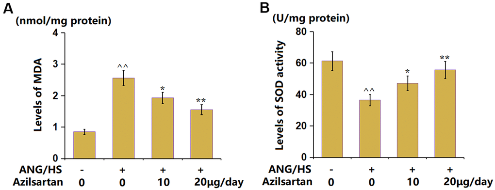 Azilsartan attenuated oxidative stress in renal tissues in ANG/HS-challenged mice. (A) The levels of MDA in renal tissues; (B) The levels of SOD activity in renal tissues (n=5, ^^, P