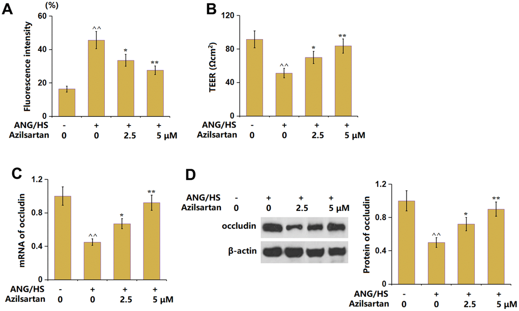 Azilsartan ameliorates ANG/HS-induced increase in endothelial monolayer permeability in human renal glomerular endothelial cells (HrGECs). HrGEC monolayer was treated with ANG/HS with or without Azilsartan (2.5, 5 μM) for 24 hours. (A) Fluorescence intensity of FITC-dextran; (B) Trans-endothelial electrical resistance (TEER) was assayed; (C) mRNA of occludin; (D) Protein levels of occludin (n=5, ^^, P