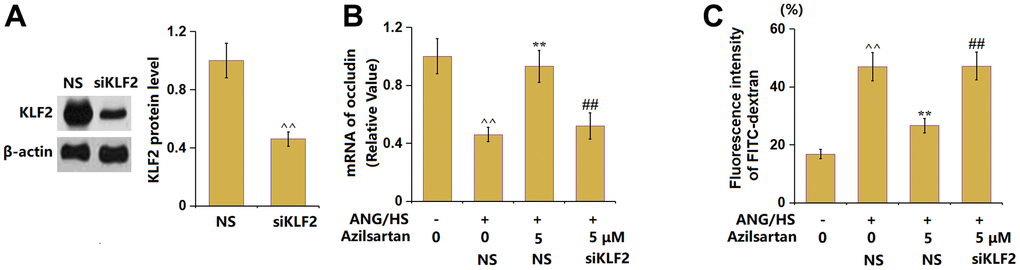 Silencing of KLF2 abolished the protective effects of Azilsartan against ANG/HS-induced aggravation of endothelial permeability in HrGECs. HrGEC monolayer was transduced with lentiviral KLF2 shRNA, followed by stimulation with ANG/HS with or without Azilsartan (5 μM) for 24 hours. (A) Western blot revealed successful knockdown of KLF2; (B) mRNA level of occludin; (C) Fluorescence intensity of FITC-dextran (n=6, ^^, P