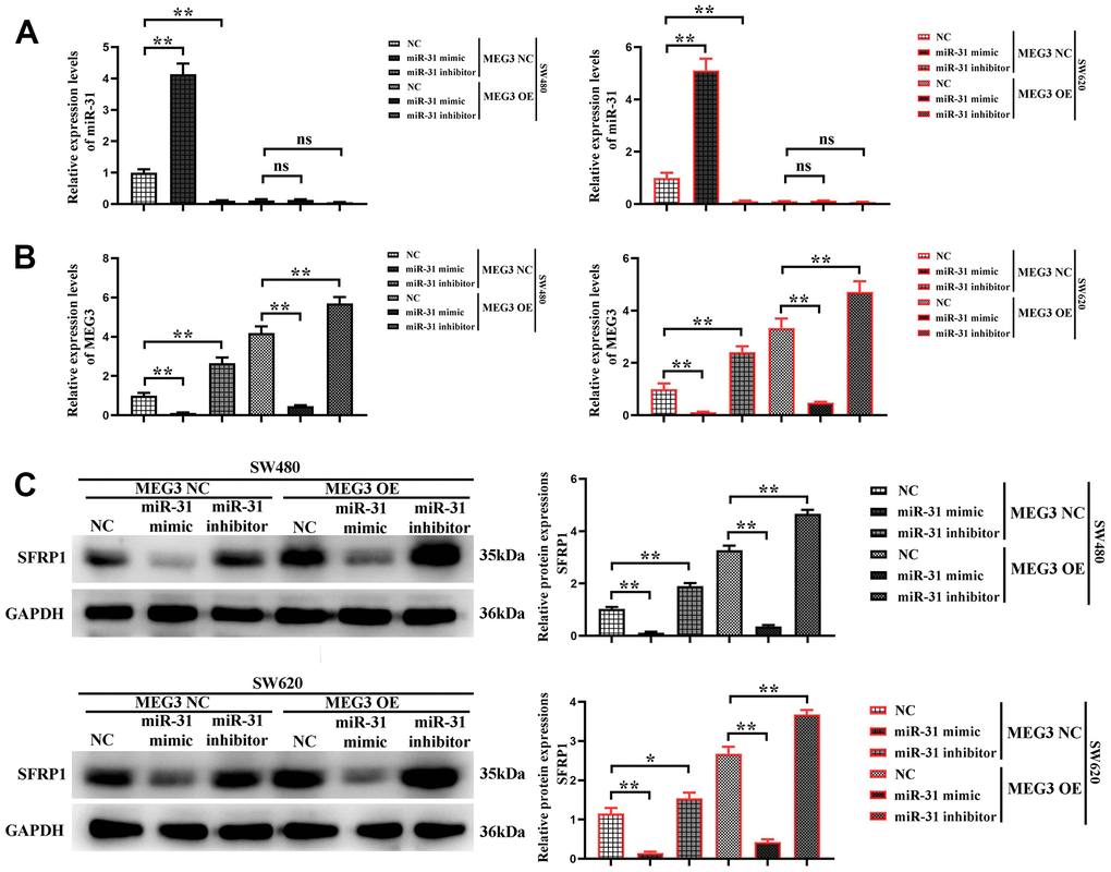 MEG3 competitively inhibits miR-31. (A, B) The expression of miR-31 and MEG3 was detected in each group using RT-qPCR; (C) The relative protein expression of SFRP1 in each group was detected using Western blotting. **P
