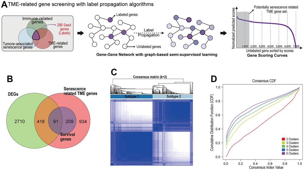 Identification of prognostic senescence related TME genes and subtype clustering. (A) Senescence related TME gene screening with label propagation algorithms. (B) Venn analysis identified overlapping representative gene sets (PSTGs) from differentially expressed genes, senescence related TME gene and survival associated with genes (Survival genes) in Cox analysis. (C) Clustering plot of consensus scores for samples in the TCGA–HNSC cohort at k = 2. (D) CDF plots corresponding to the consensus matrices in the range k=2,3,4,5,6.