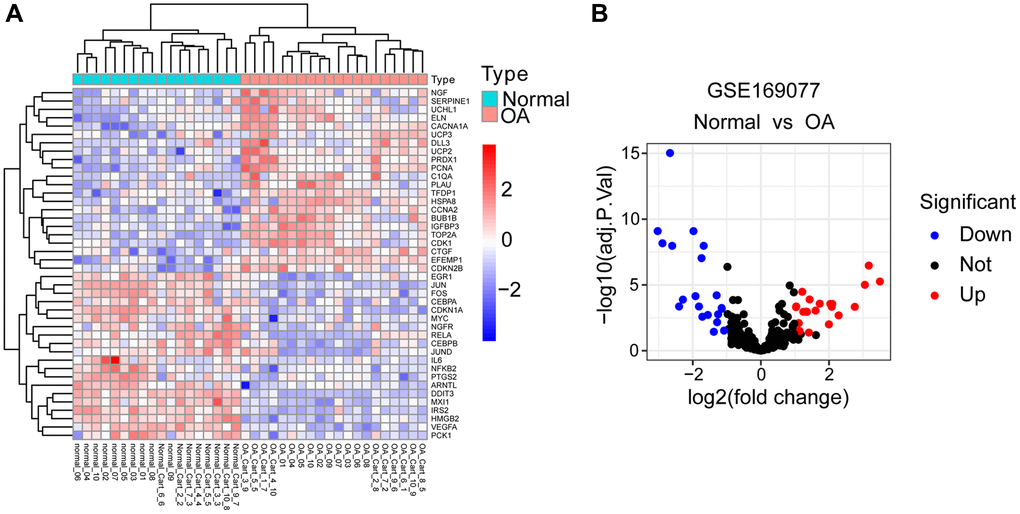 Identification of DEARGs. (A) Heatmap of DEARGs between normal and OA cartilage tissues. (B) Volcano plot for DEARGs between normal and OA cartilage tissues. Red square/plots represent up-regulated genes and blue square/plots represent down-regulated genes.