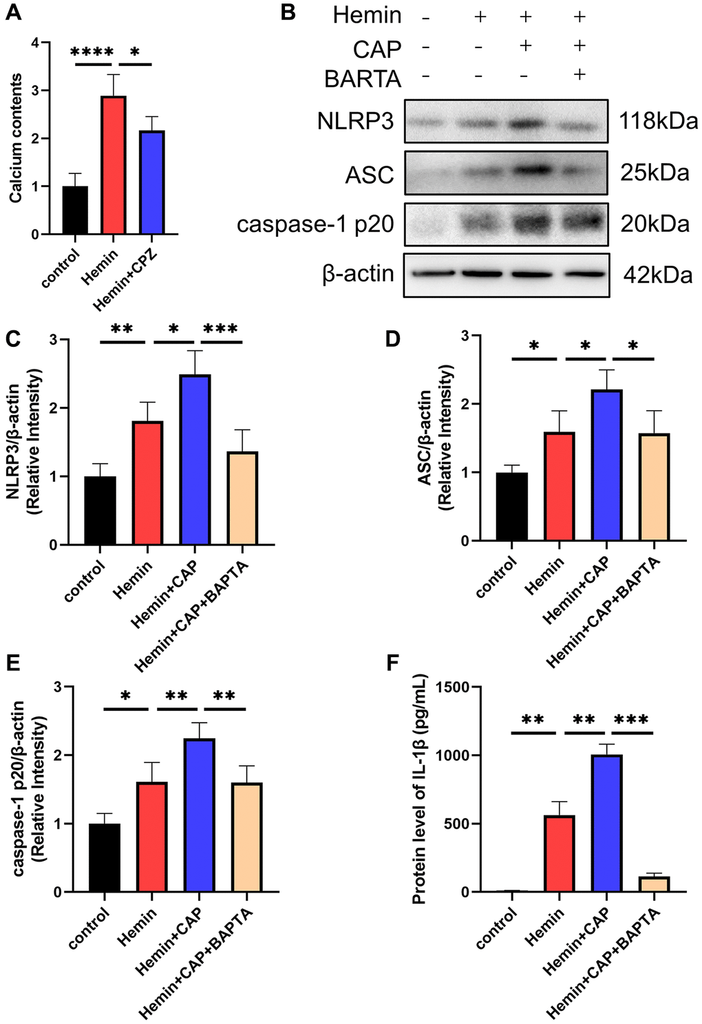 Effect of calcium on TRPV1 mediated NLRP3 inflammasome activation. (A) The calcium content of BV2 cells was assessed at 24 h after modeling. (B–E) The relative protein expression of NLRP3, ASC, and caspase-1 p20 in BV2 cells at 24 h post modeling was assessed via western blot. (F) The protein level of IL-1β in BV2 cells supernatant at 24 h post modeling was assessed via ELISA. *p **p ***p ****p 