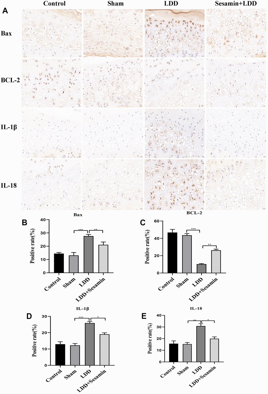 Apoptosis was inhibited by Sesamin treatment in puncture-induced rat model. (A) Bax, BCL-2, IL-1β and IL-18 were detected by immunohistochemistry (scale bar: 20 μm). (B–E) Relative positive rates were calculated by ImageJ software. All data represent mean ± SD. Three independent samples were used for statistics in all in vivo experiments. * p p p 