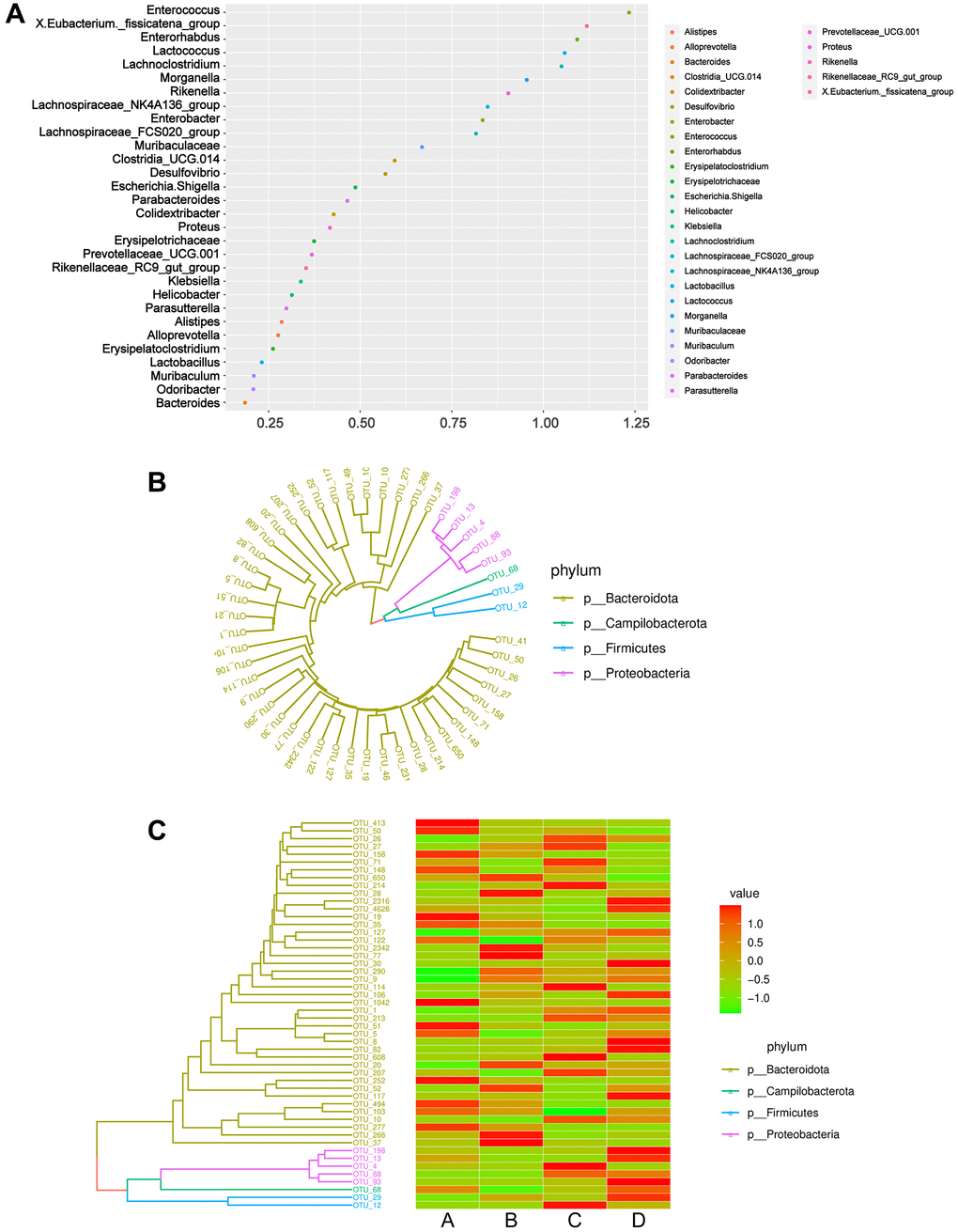 Phylogeny analysis and classification of microbiome community samples. (A) Genera importance point plot. The X-axis represents the measure of importance, and the Y-axis is the genera names ranked by importance. Normalized importance values are used by default in the plot. (B) Phylogenetic tree diagram. Different colors correspond to different phyla. (C) Combination diagram of species abundance and phylogenetic tree. The left is the phylogenetic tree diagram; the right is the abundance map, corresponding to the abundance of the OTU on the left in each group. Abbreviation: OTUs: operational taxonomic units.