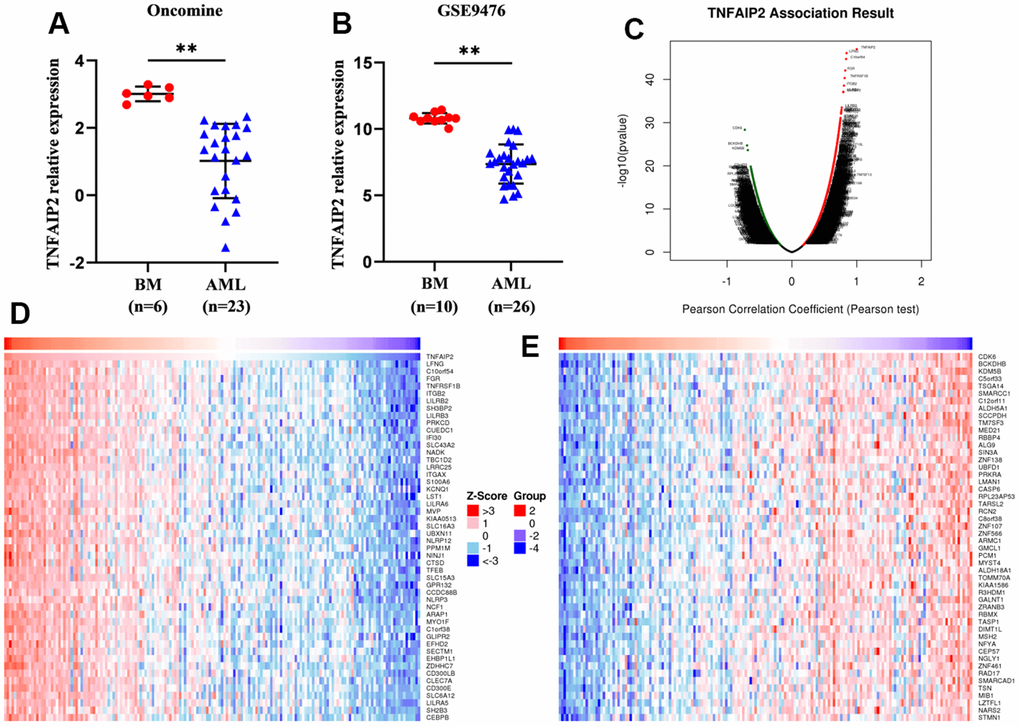 Differentially expressed genes and TNFAIP2-correlated genes in AML patients. (A) The transcript level of TNFAIP2 was significantly decreased in AML samples compared with normal samples in the Oncomine database. (B) The expression of TNFAIP2 mRNA was markedly decreased in AML samples compared with normal samples in the GSE9476 dataset. (C) Volcano plot of TNFAIP2-correlated genes. (D) Heatmap of the top 50 genes positively correlated with TNFAIP2, based on correlation coefficients. (E) Heatmap of the top 50 genes negatively correlated with TNFAIP2, based on correlation coefficients. BM: normal bone marrow samples. Normal distribution, t test, ** P 