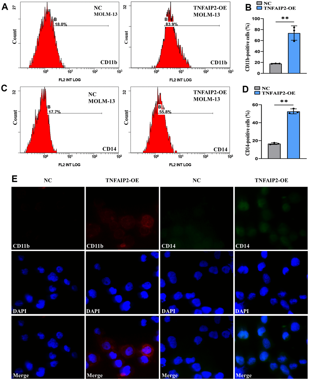 Forced expression of TNFAIP2 significantly induced the differentiation of MOLM-13 cells. (A) Flow cytometric determination of the CD11b+ cell proportion in transduced MOLM-13 cells. (B) The CD11b statistical histogram. (C) Flow cytometric determination of the CD14+ cell proportion in transduced MOLM-13 cells. (D) The CD14 statistical histogram. (E) The immunofluorescence intensity of CD11b and CD14 in transduced MOLM-13 cells. Normal distribution, t test, ** P 