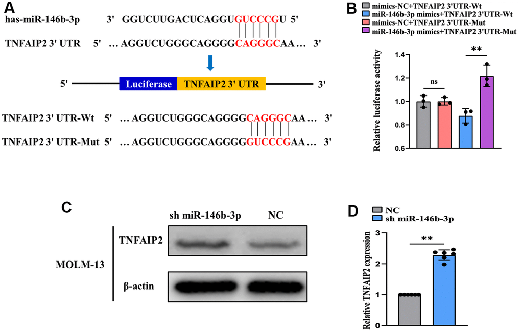 miR-146b-3p directly targets TNFAIP2. (A) TargetScan prediction of possible binding sites between miR-146b-3p and TNFAIP2. (B) A dual-luciferase reporter assay was used to measure luciferase activity (normal distribution, t test). (C) Western blot analysis of TNFAIP2 protein expression in transfected MOLM-13 cells. (D) qRT-PCR detection of TNFAIP2 mRNA expression in transfected MOLM-13 cells (non-normal distribution, nonparametric test Mann-Whitney). ** P 