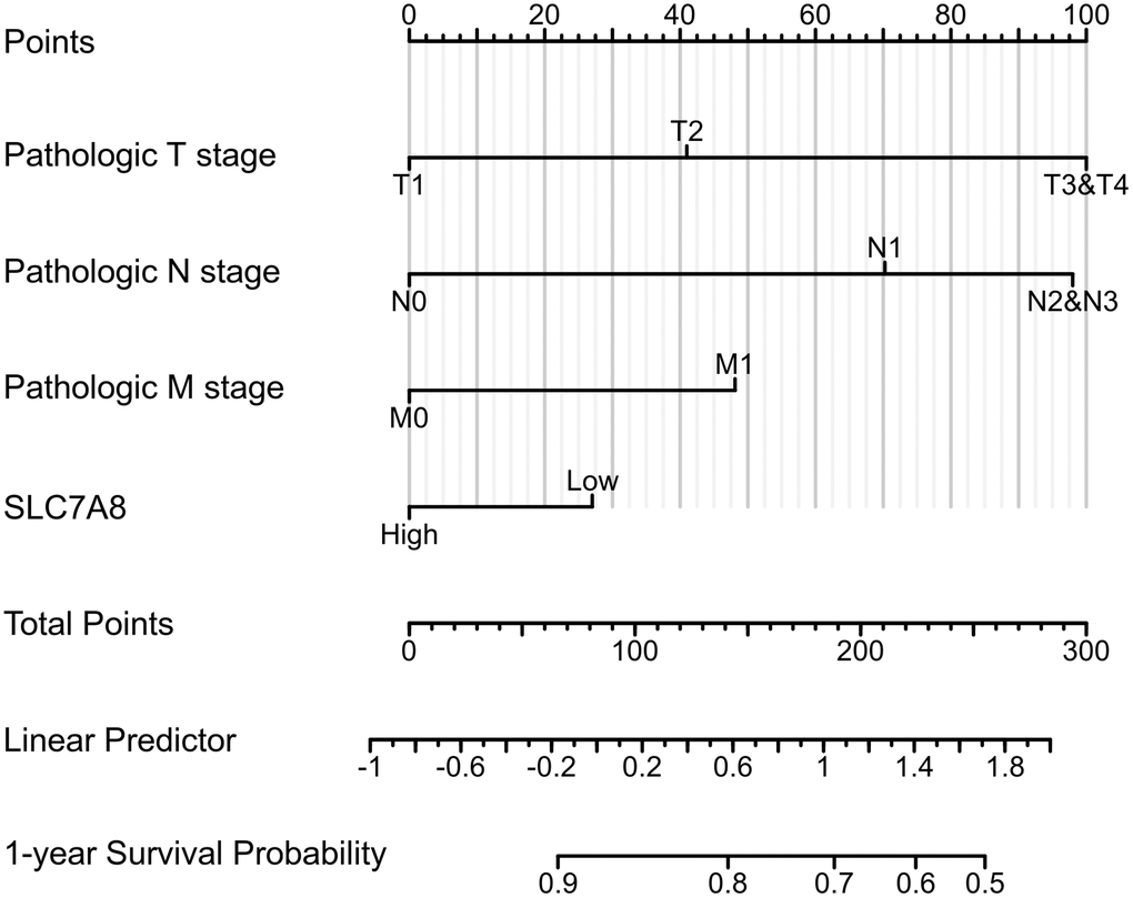 The nomogram shows the correlation between low expression of SLC7A8 and poor prognosis of LUAD.