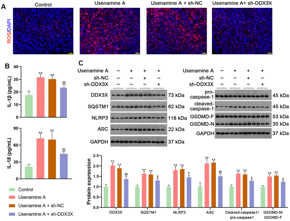 Usenamine A promotes NLRP3/caspase-1/GSDMD-mediated pyroptosis by upregulating the DDX3X/SQSTM1 axis in vivo. (A) ROS levels in the tissues were determined using a DCFH-DA probe. Scale bar = 20 μm. (B) Serum levels of IL-1β and IL-18 were measured using enzyme-linked immunosorbent assay kits. (C) Relative expression of DDX3X, SQSTM1, and NLRP3/caspase-1/GSDMD pathway-related proteins was monitored using western blotting. **p . control; $p p . usenamine A + sh-DDX3X. DDX3X, DEAD-Box helicase 3 X-Linked; GSDMD, gasdermin D; LUAD, lung adenocarcinoma; NLRP3, NOD-like receptor pyrin 3; RT-qPCR, reverse transcription-quantitative PCR; SQSTMI1, sequestosome 1.