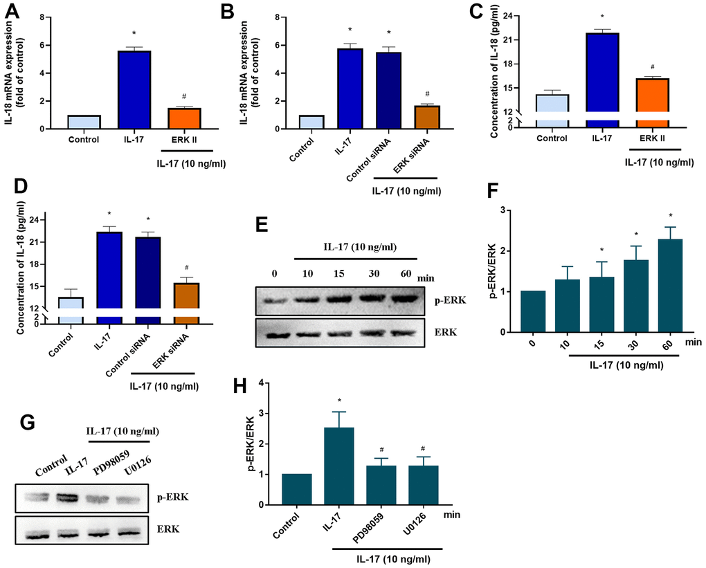 ERK signaling mediates IL-18 production in OASFs in response to IL-17 stimulation. (A) OASFs were pretreated with the ERK inhibitor ERKII (5 μM) for 1 h, then incubated with IL-17 (10 ng/mL) for 24 h. IL-18 expression was determined by qPCR. (B) OASFs were transfected with ERK siRNA or control siRNA for 24 h, then stimulated with IL-17 (10 ng/mL) for a further 24 h. IL-18 expression was assessed by qPCR. (C, D) OASFs were treated as described in Figure 5A, 5B. IL-18 production was examined by ELISA. (E, F) OASFs were stimulated with IL-17 (10 ng/mL) for different time intervals (0–60 min). The total cell lysates were collected and Western blot assessed ERK protein phosphorylation. The quantification of blot was shown in Figure 5F. (G, H) OASFs were pretreated with PD98059 (10 μM) or U0126 (5 μM) for 1 h, then stimulated with IL-17 (10 ng/mL) for 60 min. The total cell lysates were collected and Western blot assessed ERK protein phosphorylation. ERK protein was used as the internal control. The quantification of blot was shown in Figure 5H. Results are expressed as the means ± S.D. *p