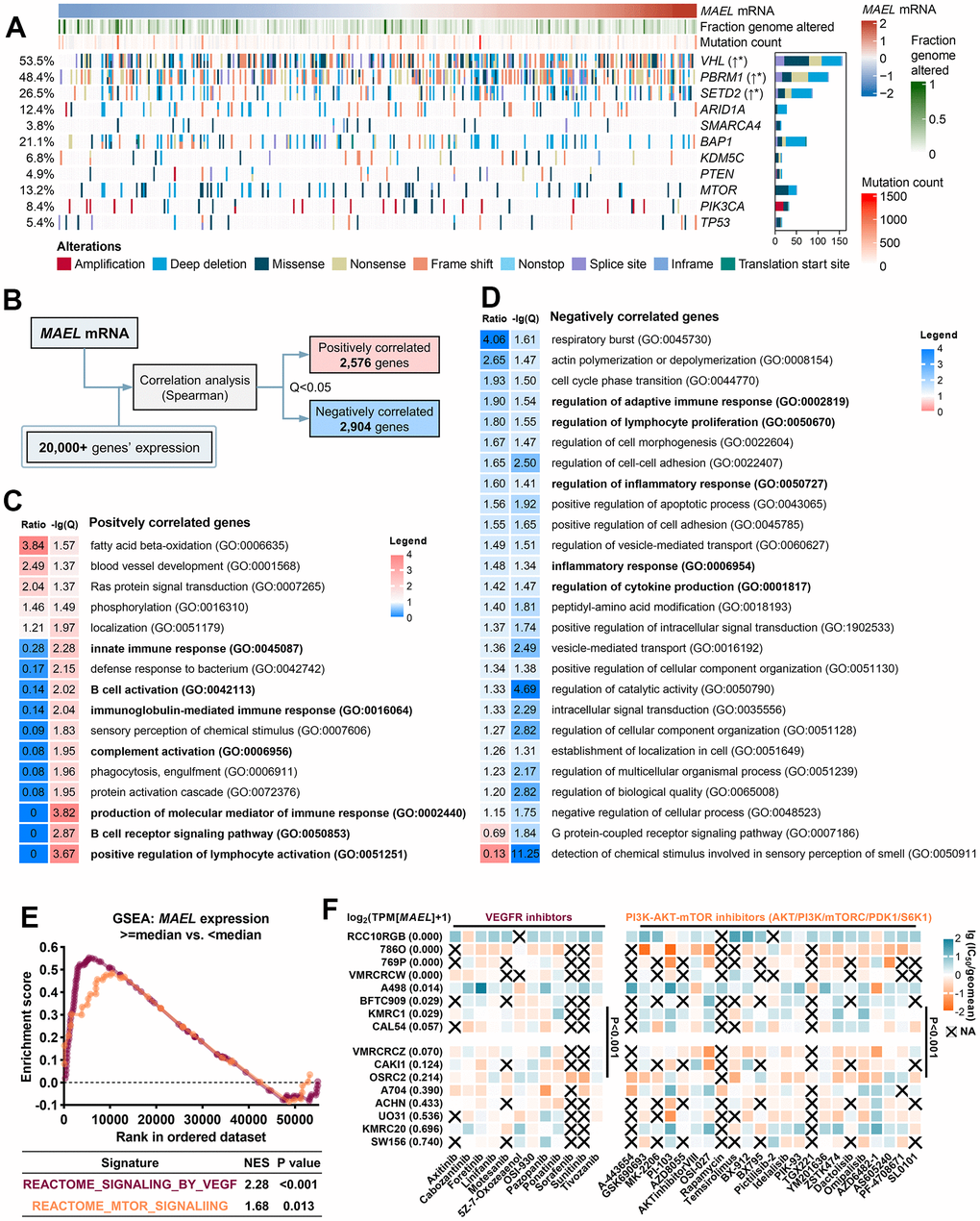 Associations of the MAEL expression with genomic alterations, gene expression, and sensitivities to VEGFR and PI3K-AKT-mTOR inhibitors. (A) Oncoprint illustrating the association between MAEL expression and genomic indices and alterations in the TCGA-KIRC cohort. (B) Diagram of identifying the genes with expression correlated with MAEL expression in the TCGA-KIRC cohort. (C, D) Gene Ontology results of the positively correlated genes (C) and negatively correlated genes (D). (E) Gene Set Enrichment Analysis results revealing the associations between MAEL expression (high vs. low, cut-off: median) and the enrichments of VEGF- and mTOR-related genes in the TCGA-KIRC cohort. (F) MAEL expression and its associations with the half-maximal inhibitory concentration levels in the 16 ccRCC cell lines. Abbreviations: IC50=half-maximal inhibitory concentration levels, TCGA-KIRC=The Cancer Genome Atlas-Kidney Renal Clear Cell Carcinoma.