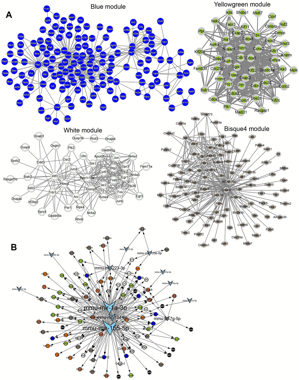 Network for each module. (A) Coexpression network for module blue, white, yellow, green and bisque4. (B) The regulatory network of IRI-related genes and miRNAs.
