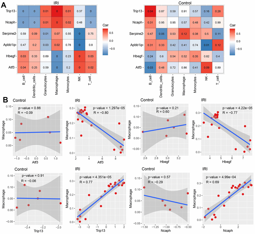 The correlation between immune cell abundance and hub genes expression. (A) The correlation between immune cell abundance and hub genes expression in IRI and control groups. (B) The correlation between macrophage abundance and each hub gene expression in each group.