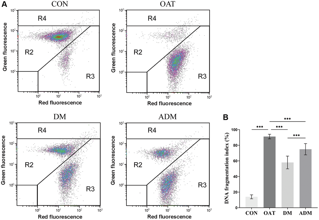 Effects of moxibustion on rat sperm DNA integrity detected using flow cytometry. (A) Representative images of CON, OAT, DM, and ADM groups. Each dot represents a spermatozoon characterized by the amount of double-stranded DNA (green fluorescence) or single-stranded DNA (red fluorescence). R2 = normal sperm population. R3 = DNA denatured sperm population. R4 = immature sperm population. (B) DNA fragmentation index (n = 6). ***P 