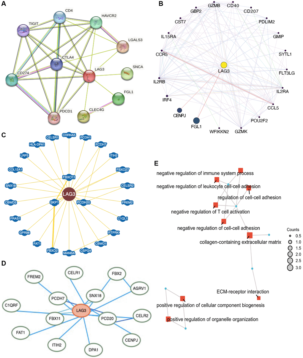 Network construction and enrichment analysis for LAG3 co-expression genes in KIRC. LAG3-related genes were analyzed via STRING (A), GeneMANIA (B), BioGRID (C), and HitPredict (D) sites. (E) GO and KEGG enrichment analysis.