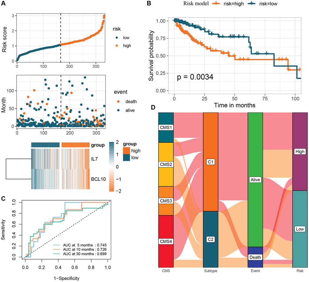 Creation of a risk profile through stepwise multiple Cox regression analysis based on two GMRGs. (A) Analysis of GMRG risk scores: distribution of risk scores among CRC patients; survival status and duration of CRC patients; heatmap illustrating the expression of 2 genes. (B) K-M survival analysis of CRC patients in the high and low-risk groups in the TCGA-COAD cohort. (C) ROC calibration curves predicting overall survival at 5, 10, and 30 months in the high- and low-risk groups. (D) Sankey diagram illustrating the differential distribution of CRC patients in CRC consensus molecular subtypes, GM subtypes, survival outcomes, and high- and low-risk groups. Abbreviations: GMRGs: gut microbes-related genes; CRC: colorectal cancer; K-M: Kaplan-Meier; ROC: receiver operating characteristic; GM: gut microbes.