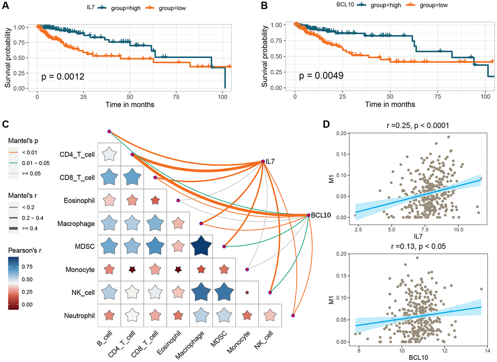Analysis of the prognostic impact of GMRBs and their correlation with immune response. (A) K-M analysis of OS in CRC patients based on IL7 expression. (B) K-M analysis of OS in CRC patients based on BCL10 expression. (C) Correlation analysis of GMRBs with immune cell infiltration. (D) Correlation analysis of GMRBs with M1 macrophages. Abbreviations: GMRBs: gut microbes-related biomarkers; K-M: Kaplan-Meier; OS: overall survival; CRC: colorectal cancer.