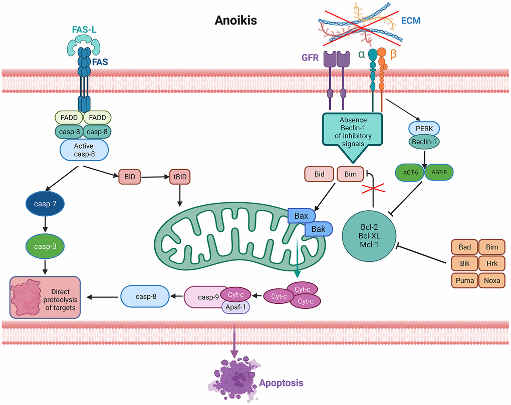 Signaling pathways activated in anoikis. Lack of the extracellular matrix (ECM) contact or improper ECM contact prevents the activation of pro-survival signals resulting in reduced anti-apoptotic pathways, thus activating anoikis from death receptors and mitochondria. Increased expression of extrinsic Fas receptors also activates the extrinsic pathway.