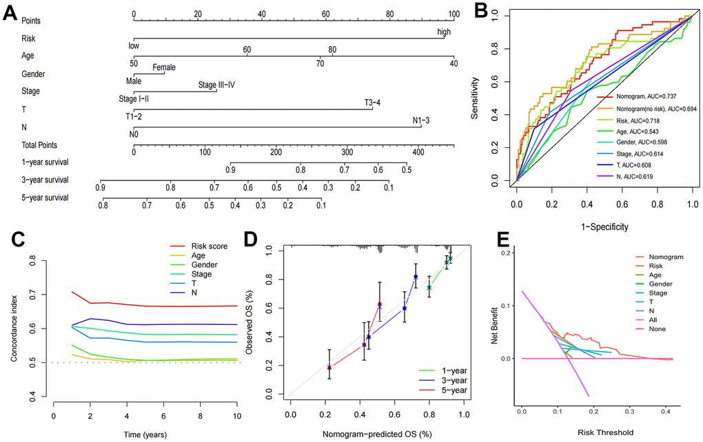 Construction of nomogram and validation of its predictive ability. (A) The nomogram for predicting the overall survival of patients with LUAD at 1-, 3-, and 5- years. (B) ROC curves for the risk score and other clinical characteristics to predict the overall survival rates of patients with LUAD. (C) C-Index curve for the risk score and other clinical characteristics. (D) The calibration curve for evaluating the nomogram. (E) DCA curve of the nomogram.
