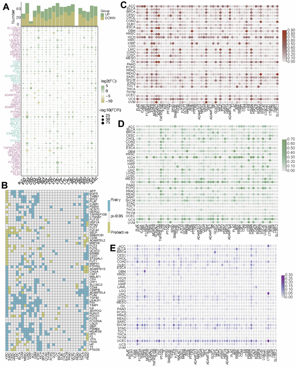 Pan-cancer analysis of CF-related hub genes. (A) The mRNA alteration, (B) the prognostic value, (C) the CNV gain, (D) the CNV loss, and (E) the SNV frequency of CF-related hub genes.