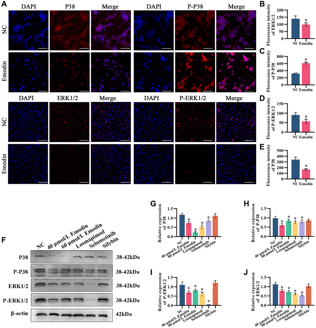 Emodin mediates the MAPK signaling pathway in HepG2 cells. (A) IF staining of P38, phosphorylated P38, ERK1/2 and phosphorylated ERK1/2 (200×) in HepG2 cells. (B–E) Florescence intensity analysis of P38, phosphorylated P38, ERK1/2 and phosphorylated ERK1/2. (F) Representative Western blot of P38, phosphorylated P38, ERK1/2 and phosphorylated ERK1/2. (G–J) Western blot analysis. *indicates a comparison with NC, P 