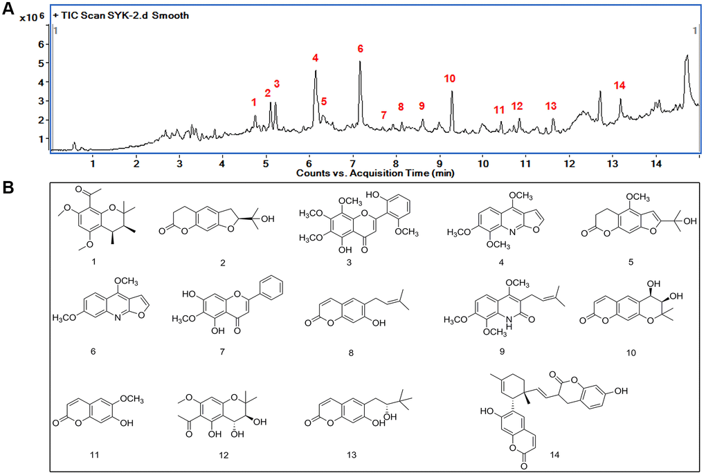 Identification of major components of Evodia lepta extract by HPLC-Q-TOF HRMS. (A) TIC spectrometry of the EtOH extract of EL, 14 peaks were identified as the characteristic compounds of the EtOH extract of EL. (B) Chemical structure of the 14 compounds.