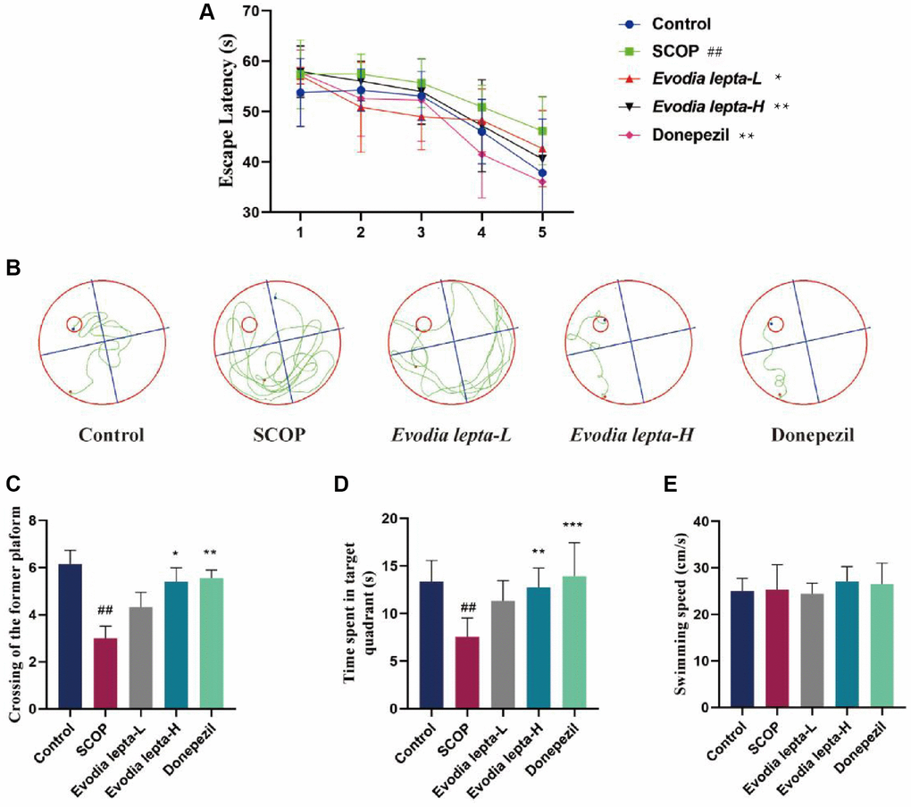Evodia lepta extract improves cognitive impairment (Morris Water Maze) in scopolamine-treated mice. (A) Escape latency measured as mean time (s) during the navigation test. (B) Representative swim traces of each group. (C) Times of crossing the target platform in the probe trial. (D) Time spent in the target quadrant in the probe trial. (E) The swimming speed in the probe trial. Evodia lepta 10 (10 mg/kg/d); Evodia lepta 20 (20 mg/kg/d). Data represent mean ± SD (n = 10 per group). ##P *P **P ***P 