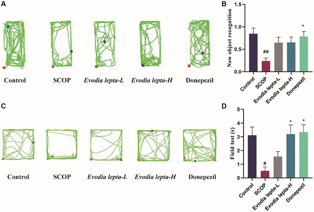 The effect of Evodia lepta on the working memory impairment and anxiety (Object recognition task and Open field test) induced by scopolamine. (A) Representative trajectory for each group in the new object recognition. (B) Mean time (±SEM) spent by each respective group exploring a reference object and a new object. (C) Representative trajectory for each group in the open field test. (D) Center exploration time. Evodia lepta 10 (10 mg/kg/d); Evodia lepta 20 (20 mg/kg/d). Data represent mean ± SD (n = 10 per group). #P ##P *P 