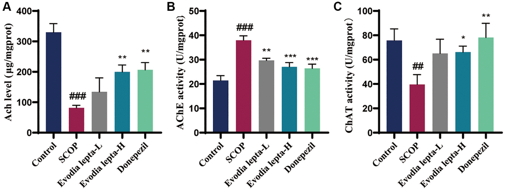 Evodia lepta extract ameliorates cholinergic system deficiency in scopolamine-treated mice. (A–C) The level of Ach and activities of AChE and ChAT. Evodia lepta 10 (10 mg/kg/d); Evodia lepta 20 (20 mg/kg/d). Data represent mean ± SD (n = 6 per group). ##P ###P *P **P ***P 