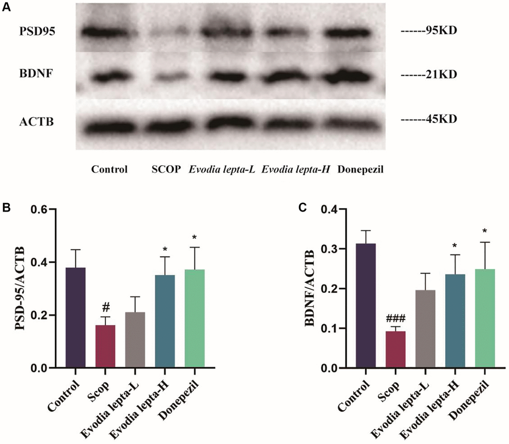 Evodia lepta extract protects the synaptic and neurotrophic factors in scopolamine-treated mice. (A) Western blot of PSD95 and BDNF. (B, C) The expressions of PSD95 and BDNF. Evodia lepta 10 (10 mg/kg/d); Evodia lepta 20 (20 mg/kg/d). Data represent mean ± SD (n = 3 per group). #P ##P *P 