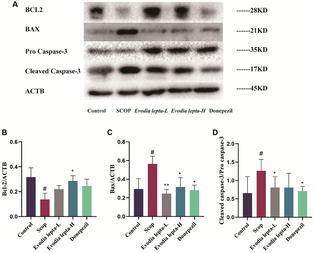 Evodia lepta extract ameliorates apoptosis in scopolamine-induced mice. (A) Western blot of BCL-2, Bax and Cleaved Caspase-3. (B–D) The expressions of BCL-2, Bax and Cleaved Caspase-3. Evodia lepta 10 (10 mg/kg/d); Evodia lepta 20 (20 mg/kg/d). Data represent mean ± SD (n = 3 per group). #P *P **P 