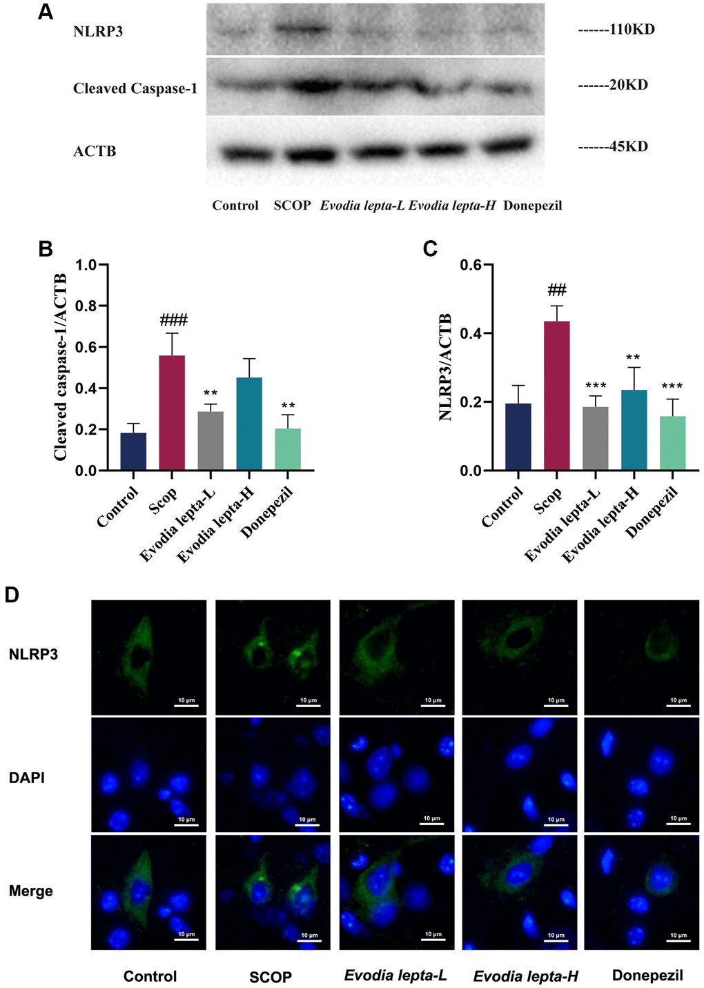 Evodia lepta extract inhibits NLRP3 inflammasome in scopolamine-treated mice. (A) Western blot of NLRP3 and Cleaved Caspase-1. (B, C) The expressions of NLRP3 and Cleaved Caspase-1. (D) Subcellular localization of NLRP3 was observed by immunofluorescence. Evodia lepta 10 (10 mg/kg/d); Evodia lepta 20 (20 mg/kg/d). Data represent mean ± SD (n = 3 per group). #P ##P *P **P 