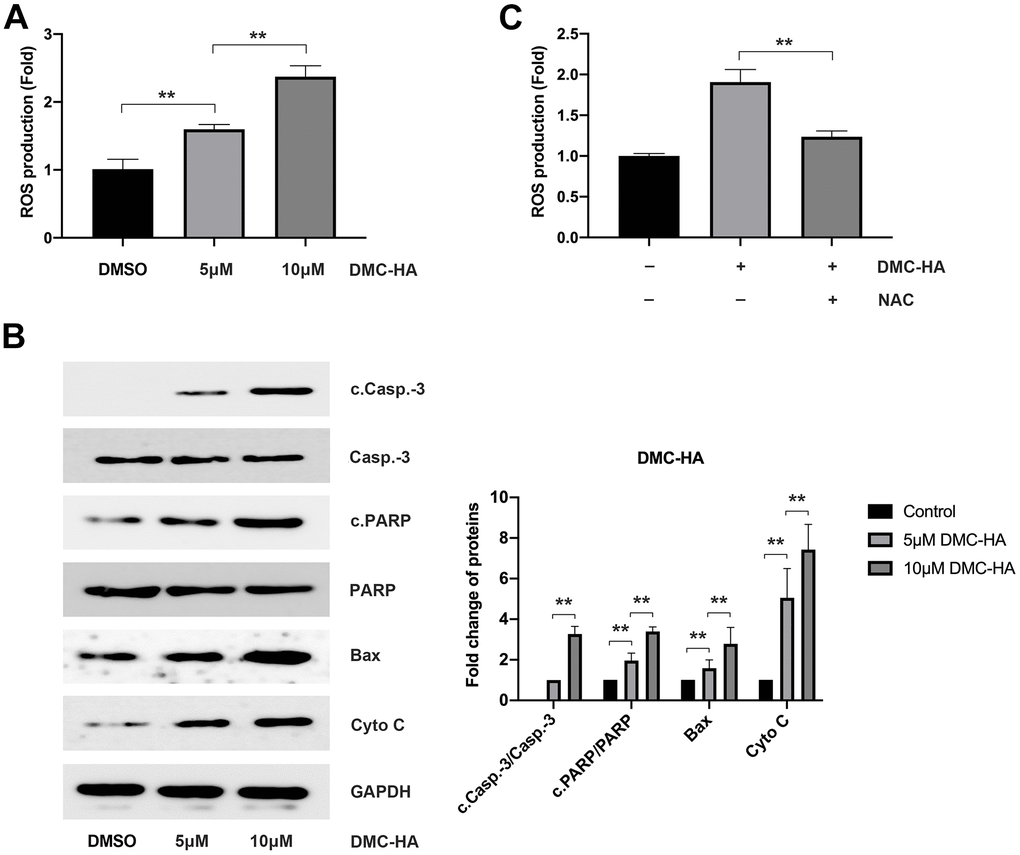 Effects of DMC-HA on ROS production. (A) The impact of DMC-HA on ROS generation; (B) The effect of DMC-HA on the expression of c.Casp.-3, c.PARP, Bax, and Cyto C proteins; (C) NAC administration during DMC-HA intervention and its effect on ROS generation.