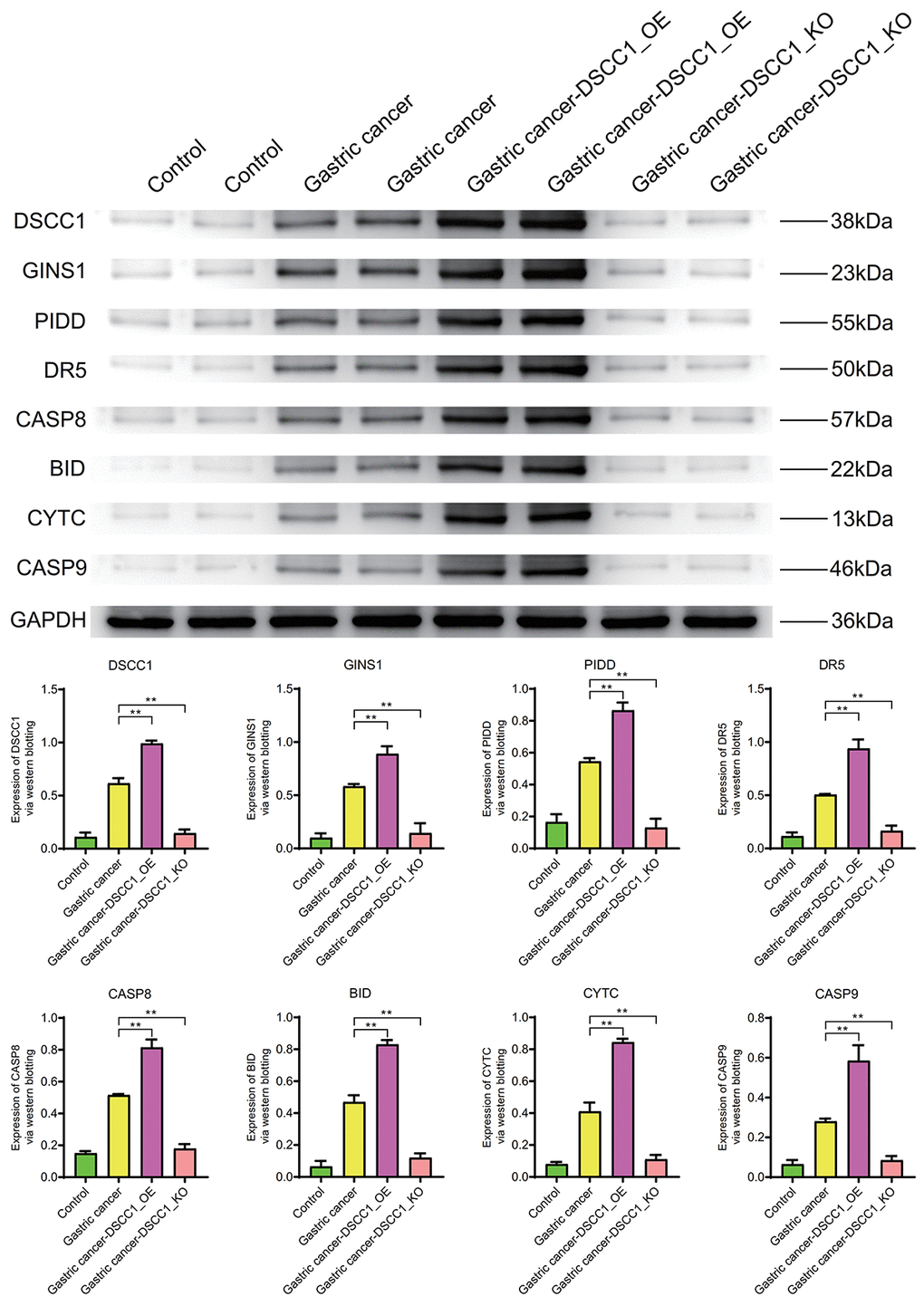 Western blotting. Protein expression levels of DSCC1, GINS1, PIDD, DR5, CASP8, BID, CYTC, CASP9.