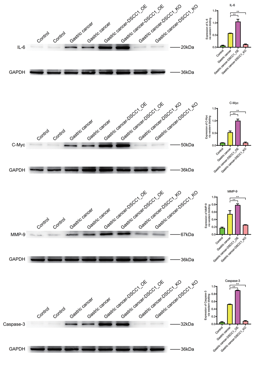 Western blotting. Protein expression levels of IL-6, C-Myc, MMP-9, Caspase-3.