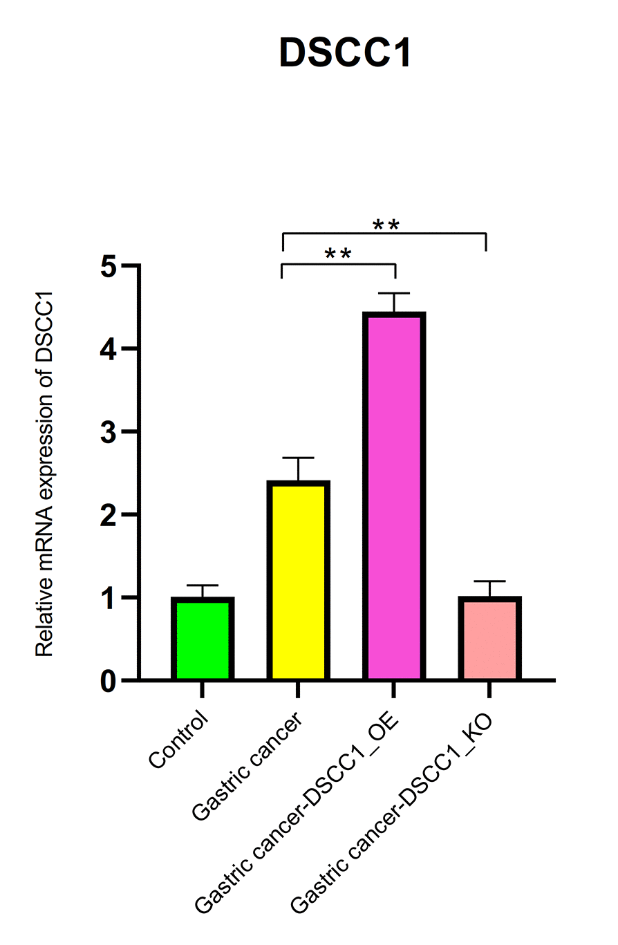 Reverse transcription-polymerase chain reaction. mRNA expression levels of DSCC1.