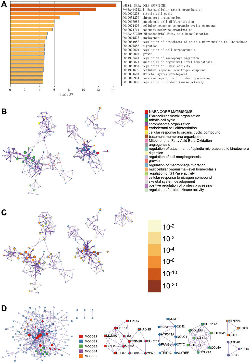 Metascape enrichment analysis. (A) GO enrichment highlights macrophage migration control and mitotic cell cycle. (B–D) Output the enrichment network colored by enrichment terms; output the enrichment network colored by p-value; visualize the association and confidence representing each enrichment item.
