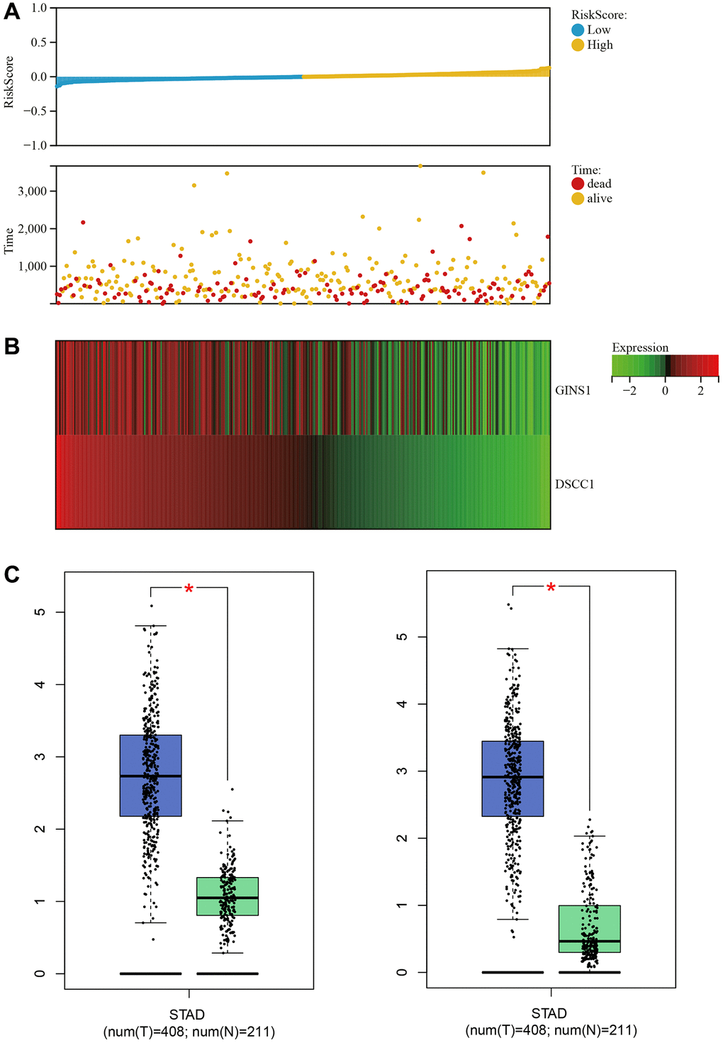 Survival analysis. (A) Relationship graph between prognosis scores. (B) Visualization of core gene expression in the gastric cancer survival data heatmap. (C) Boxplot results for core gene expression in gastric cancer.