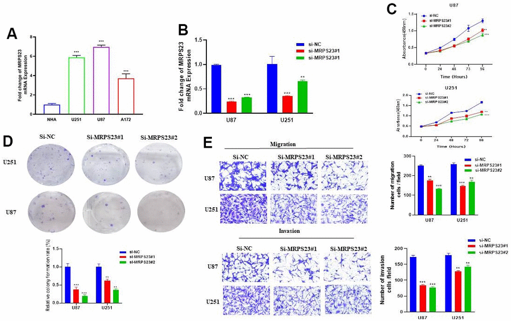 MRPS23 promotes the proliferation, migration, and invasion of glioma cells. (A) The expression of MRPS23 in NHA cell and glioma cell lines was examined via qRT-PCR assay. (B) The establishment of MRPS23 knockdown cell lines in U87 and U251 was verified via qRT-PCR assay. (C, D) The knockdown of MRPS23 dramatically inhibits the proliferation of U87 and U251 cells, examined via cell counting kit-8 assay and colony formation assay. (E, F) The knockdown of MRPS23 dramatically inhibits the migration and invasion abilities of U87 and U251 cells. Data are presented as the mean ± SD of three independent experiments. **p 