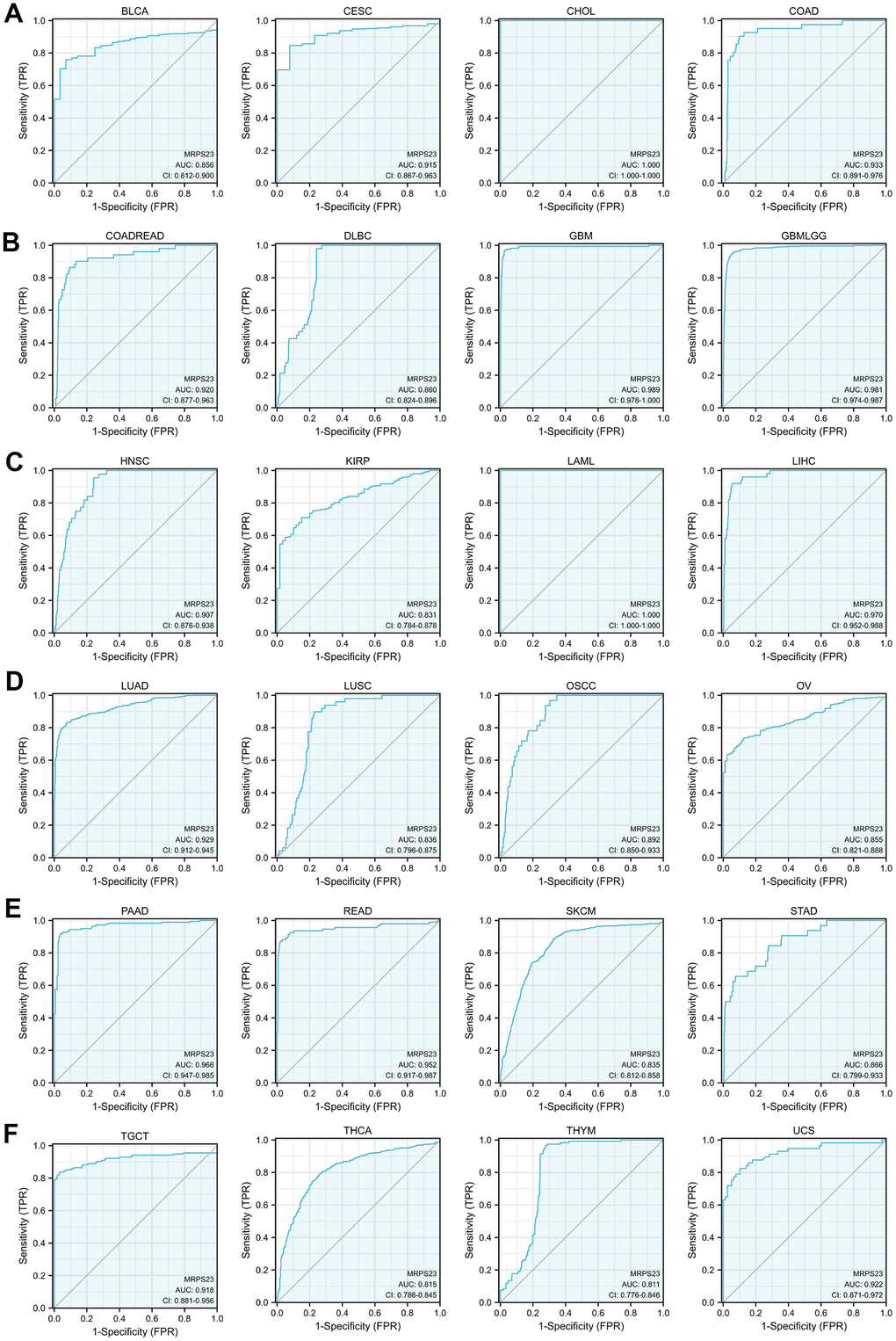 MRPS23 may act as a potential biomarker in pan-cancer. Predictive power for prognosis with MRPS23 expression by ROC curve analysis in BLCA, CESC, CHOL, and COAD (A); COADREAD, DLBC, GBM, and glioma (B); HNSC, KIRP, LAML, and LIHC (C); LUAD, LUSC, OSCC, and OV (D); PAAD, READ, SKCM, and STAD (E), TGCT, THCA, THYM, and UCS (F).