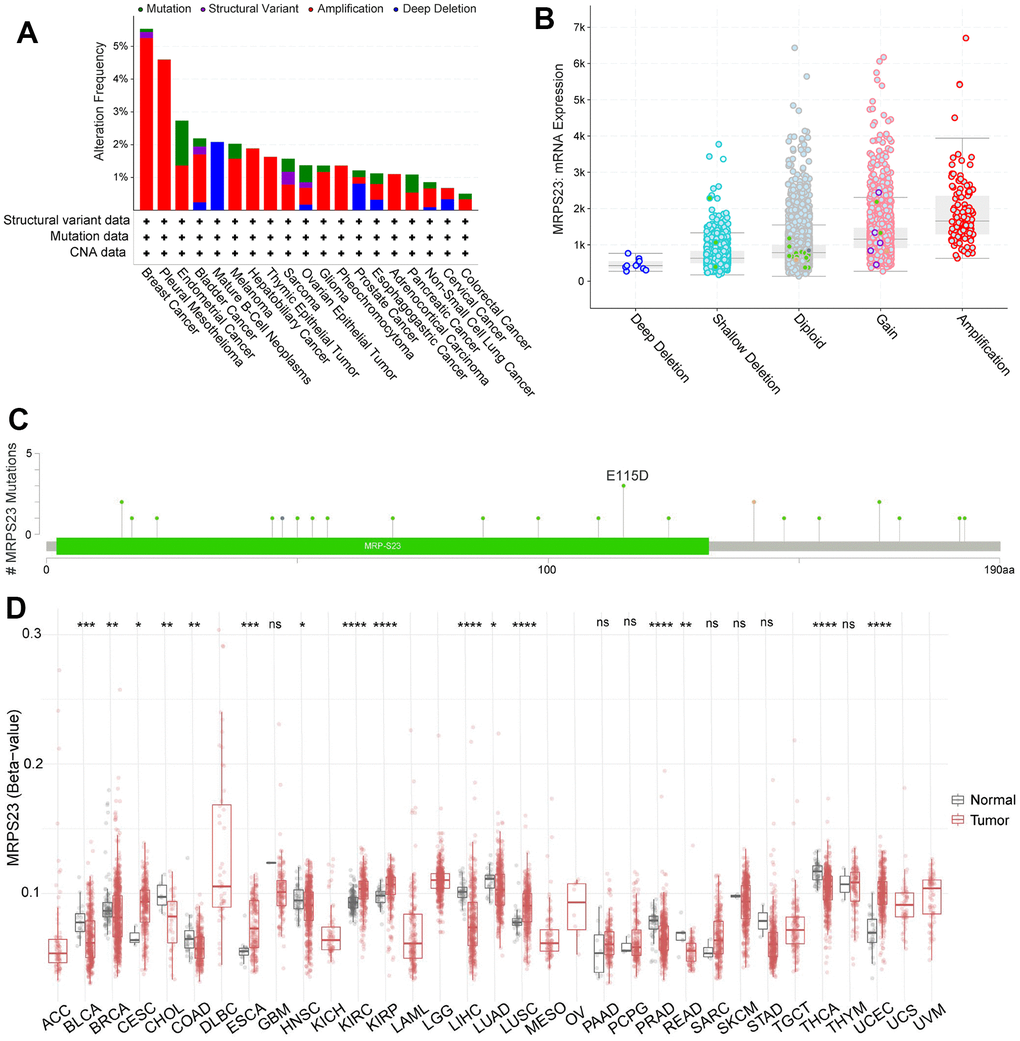 Mutational analysis of MRPS23. (A) Summary of mutation types of MRPS23 and the distribution among different cancers. (B) MRPS23 mutation frequency in pan-cancer (cBioPortal database). (C) Hot spots of mutation of MRPS23. (D) The correlation between MRPS23 methylation and expression.