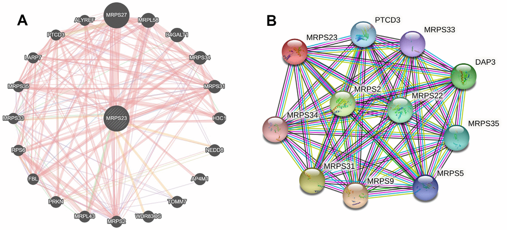 Interaction network of MRPS23 at the gene and protein levels. (A) Gene–gene interaction network of individual MRPS23 (GeneMANIA database). (B) Protein–protein interaction network of individual MRPS23 (STRING database).