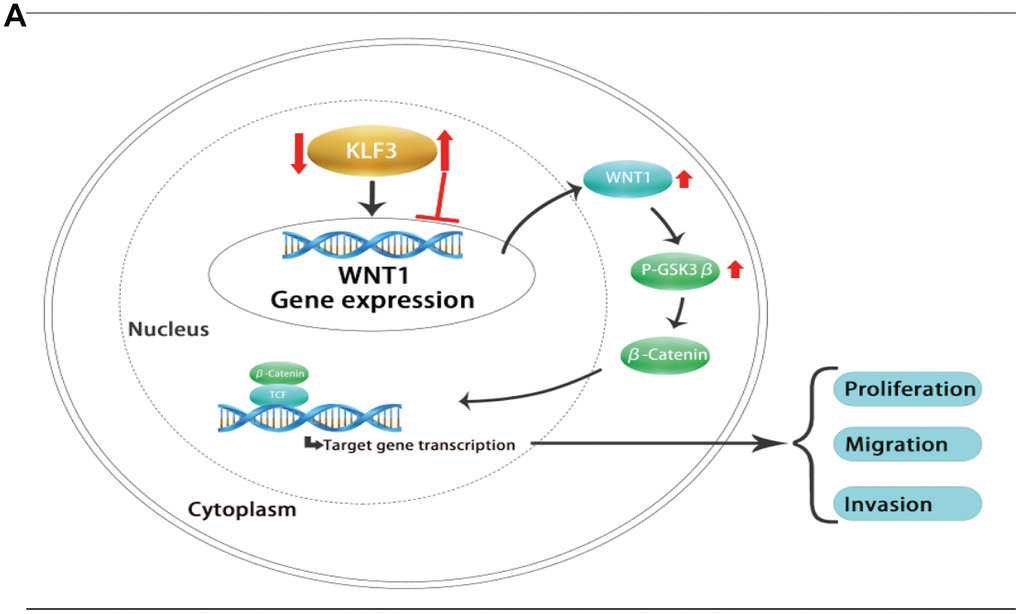 (A) Proposed mechanism by which KLF3 promotes CRC progression through activation of the WNT/beta-catenin axis by targeting WNT1.