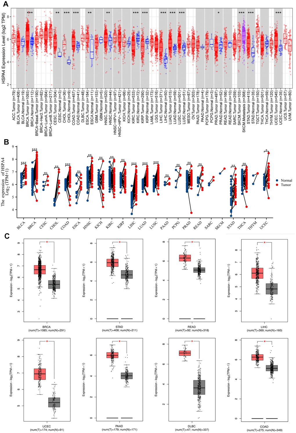 Differential expression analysis of HSPA4. (A) Expression of HSPA4 mRNA in pan-cancer. (B) The expression differences of HSPA4 in tumor and corresponding adjacent tissues were compared with paired analysis. Mann-Whitney U test was used for this analysis, ns, p≥0.05; *pC) Differential expression analysis of HSPA4 in BRCA, STAD, READ, LIHC, UCEC, PAAD, DLBC and COAD.